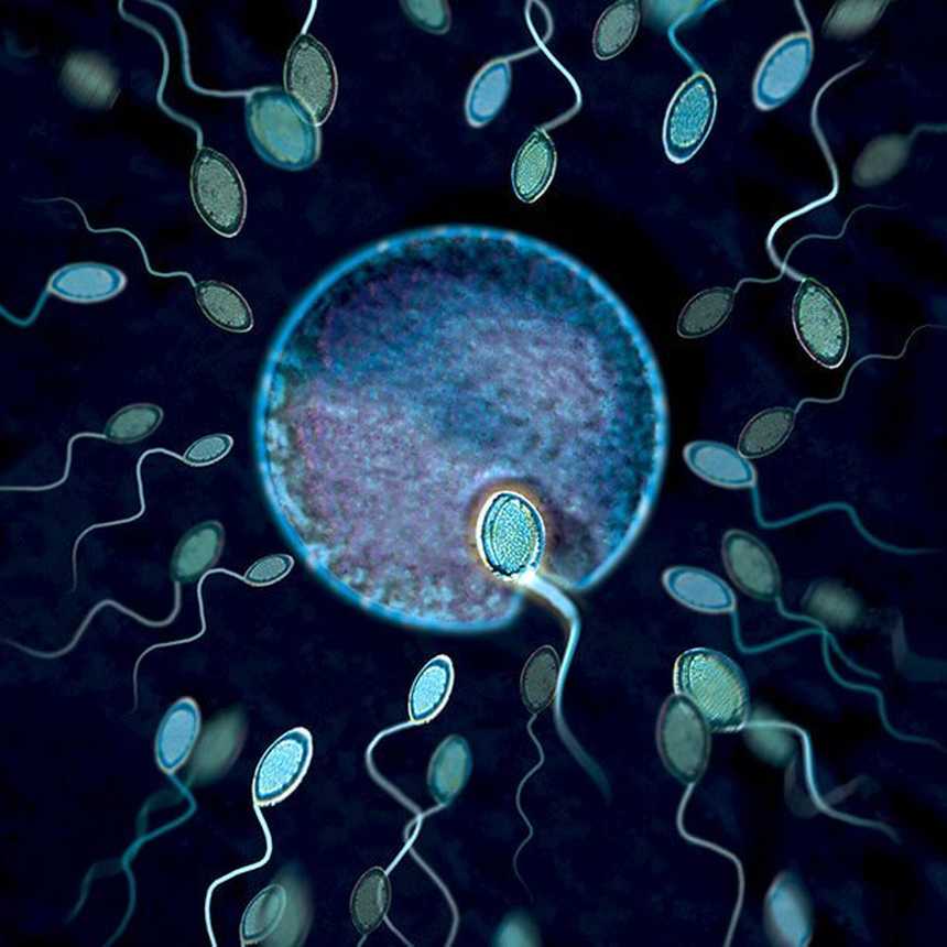  Infertility: Varieties, Therapies, and Prices